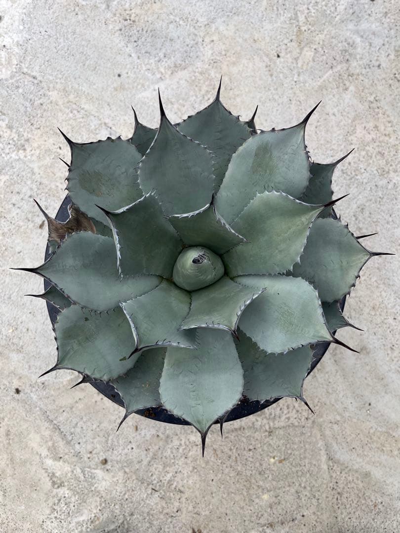 姫吉祥天　特大サイズ　30センチ超