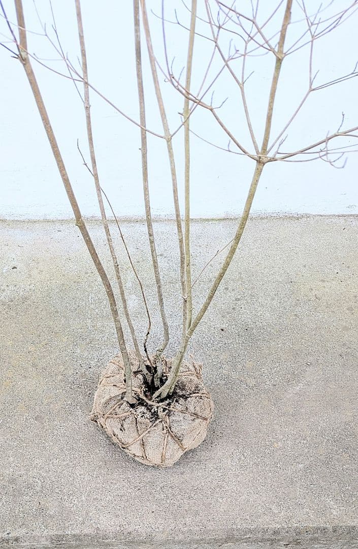 ゴエモンさま専用。。山採りドウダンツツジ。