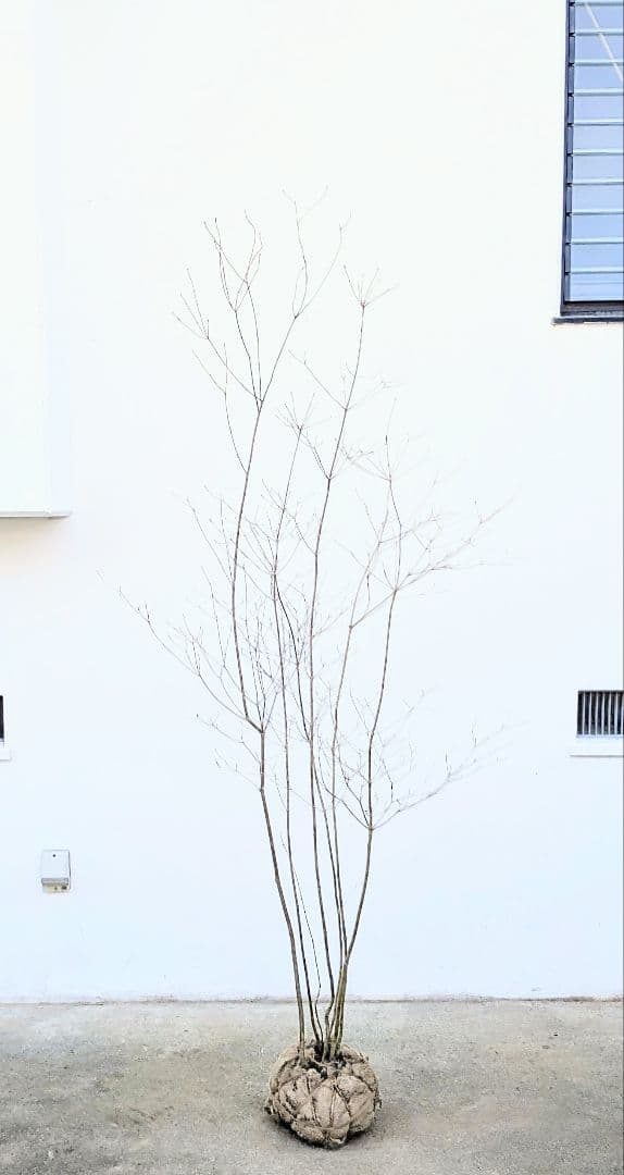 ゴエモンさま専用。。山採りドウダンツツジ。