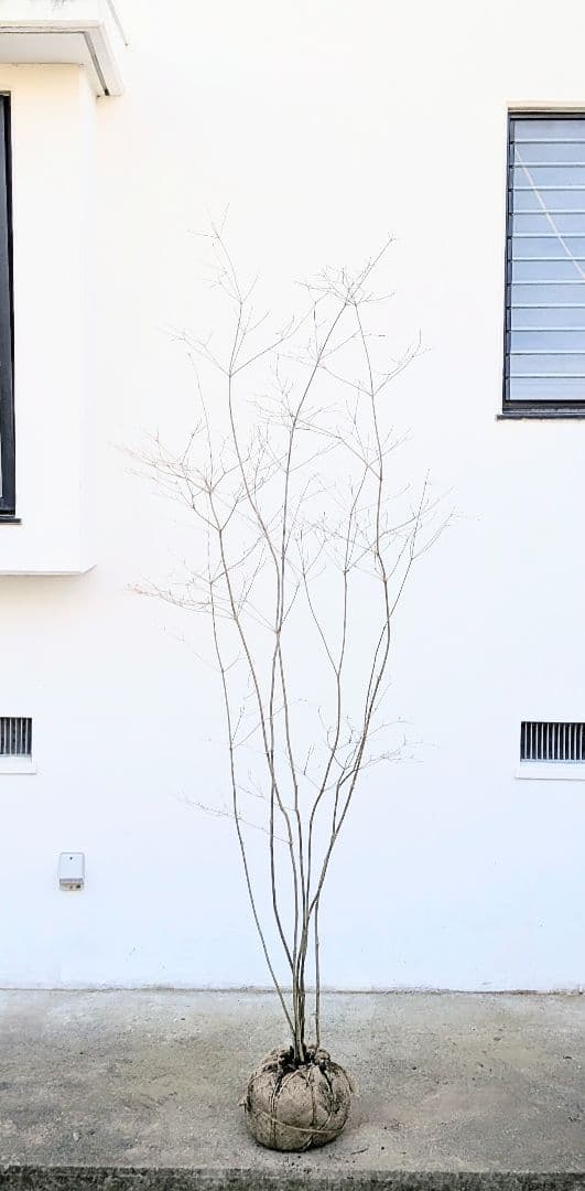 ゴエモンさま専用。。山採りドウダンツツジ。