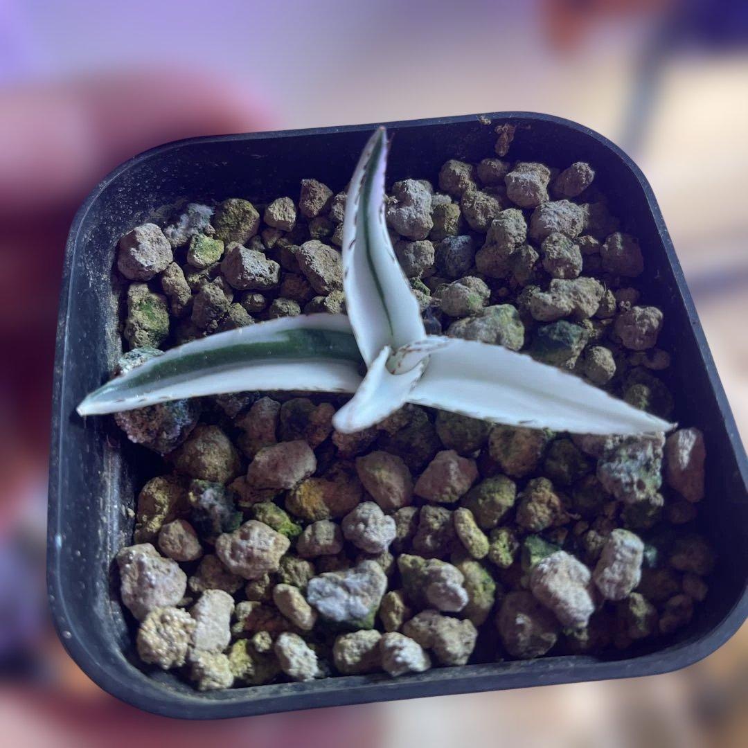 アガベ 氷山 厳選株 変わり斑