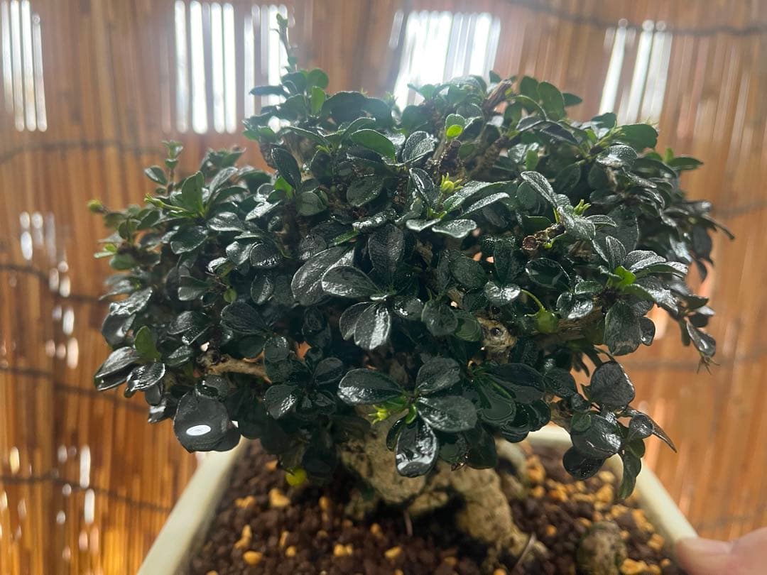 ✨✨✨フクマンギ【◎福万木】検/実物盆栽♪セール♪