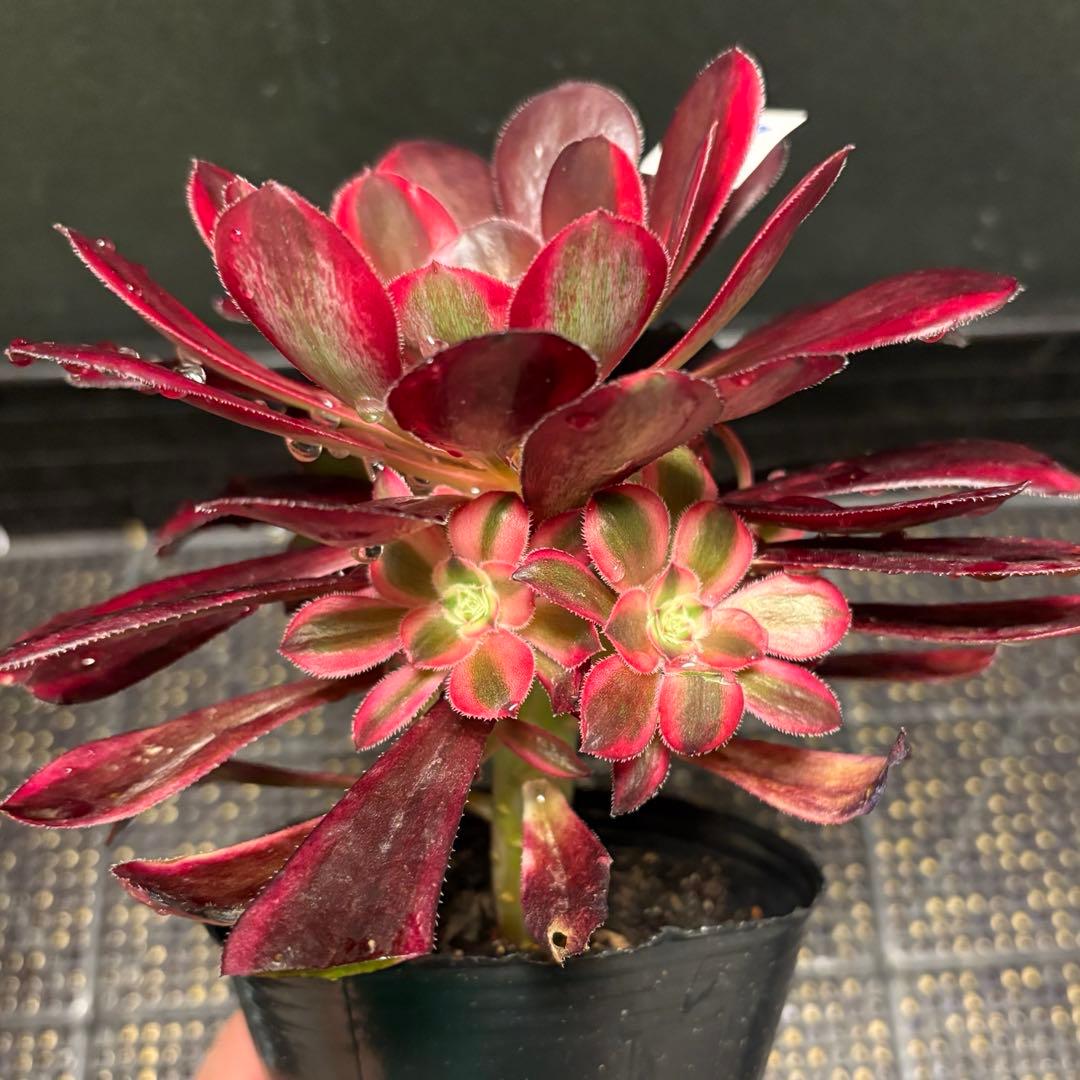28 #多肉植物アエオニウム錦❤️ シャネル❤️1大頭 5小頭18cm拨き苗
