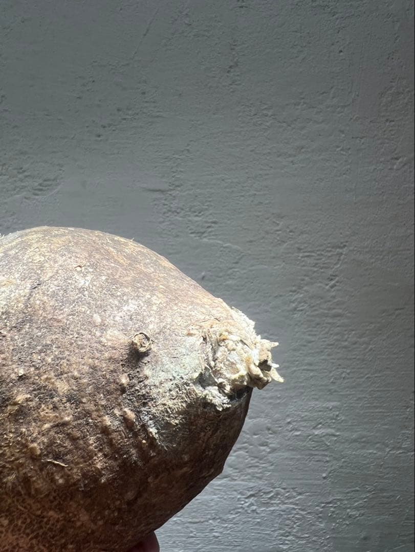パキポディウム・グラキリス(現地球、発根管理中・発根確認済)