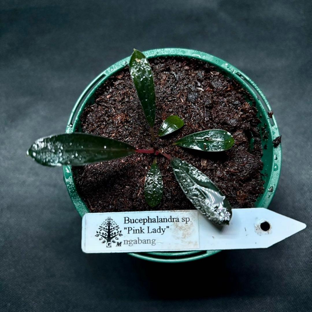 ブセファランドラsp.ピンクレディー