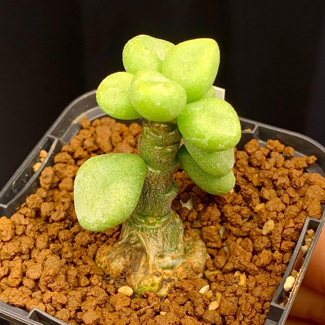 写真2-5枚目　チレコドン　ポドレイアエ　多肉植物　塊根植物　実生