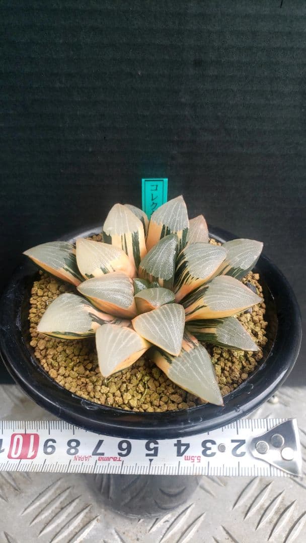 コレクタ錦　実生　ハオルチア