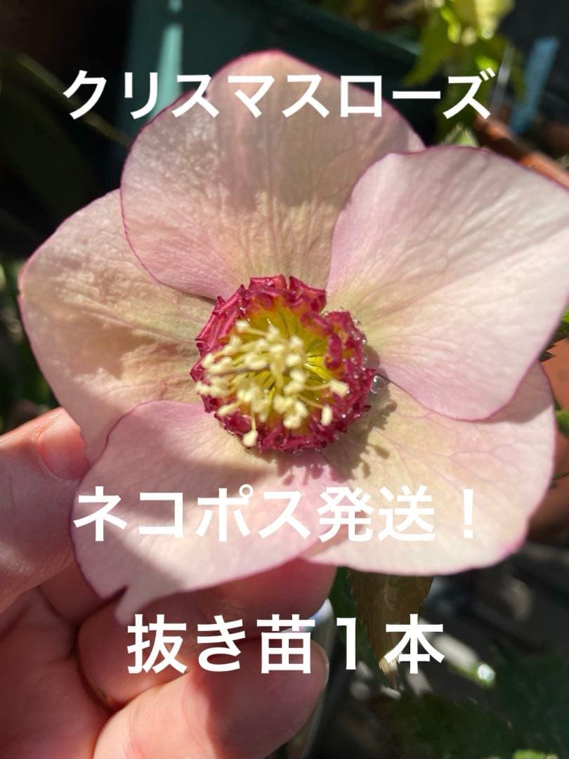 hitomiページです♪クリスマスローズ3点と水仙球根65個以上♪