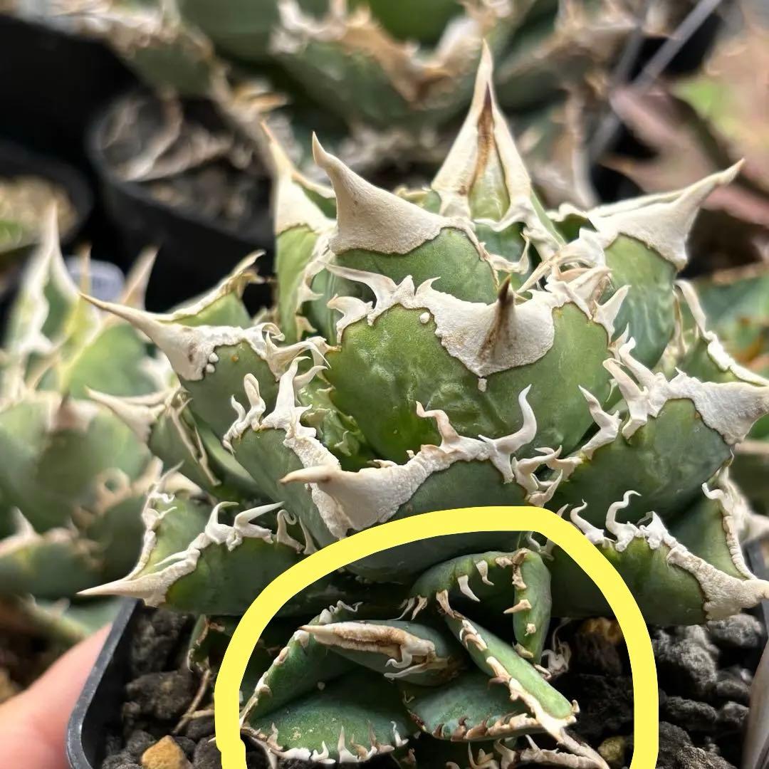 アガベ　大白鯊　ホホジロザメ　子株　Lize血統