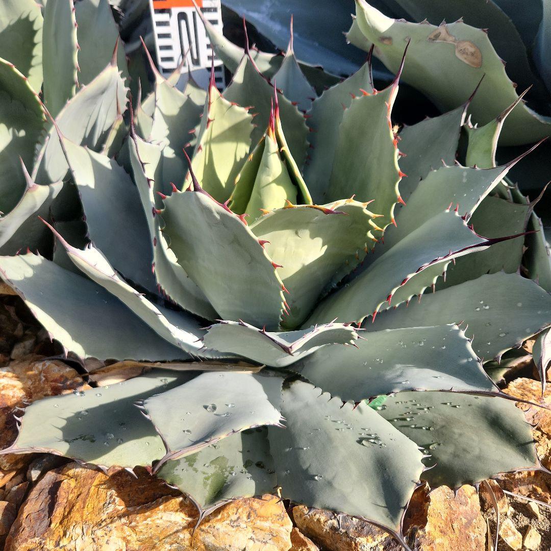 パリートランカータ