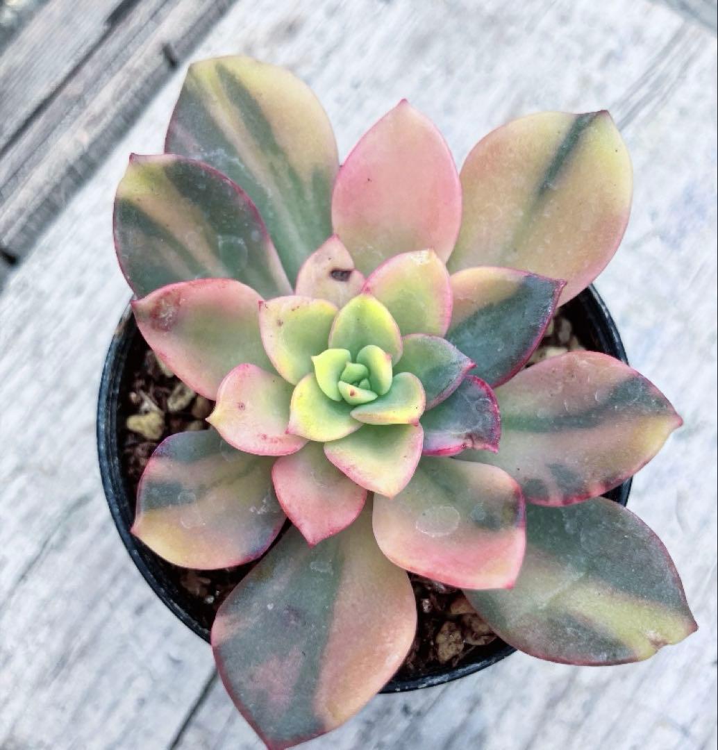 多肉植物　ノーブルレッド錦