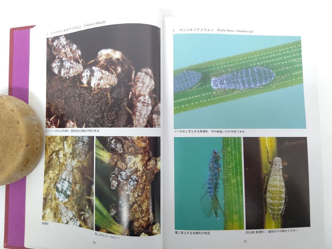 『日本原色アブラムシ図鑑』アブラムシ 希少本 稀覯本 森津孫四郎 著