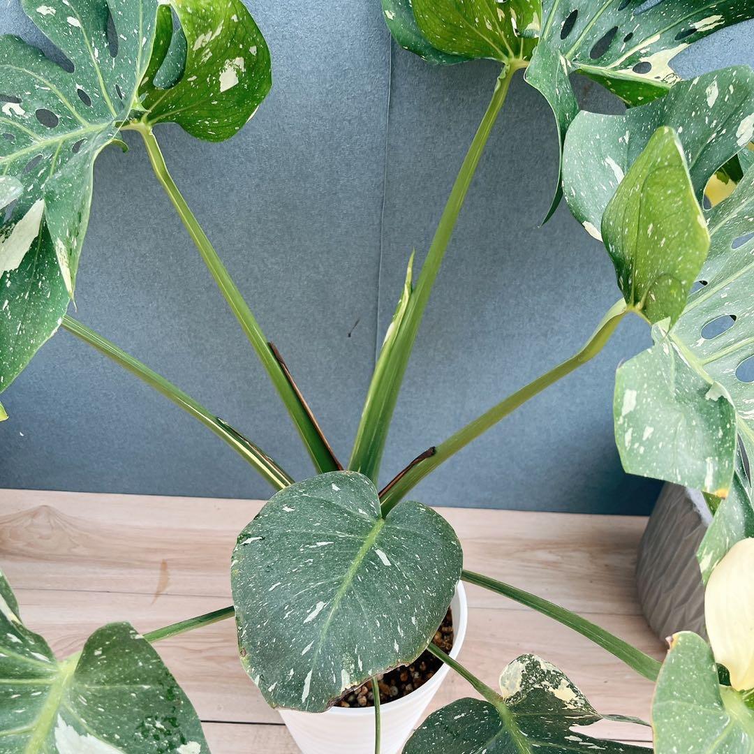 ［現品］【希少】1番　モンステラ　斑入り　7号　レア　観葉植物　室内　タイコン