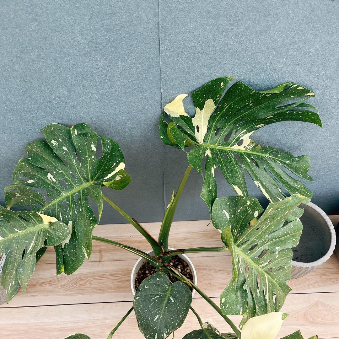 ［現品］【希少】1番　モンステラ　斑入り　7号　レア　観葉植物　室内　タイコン