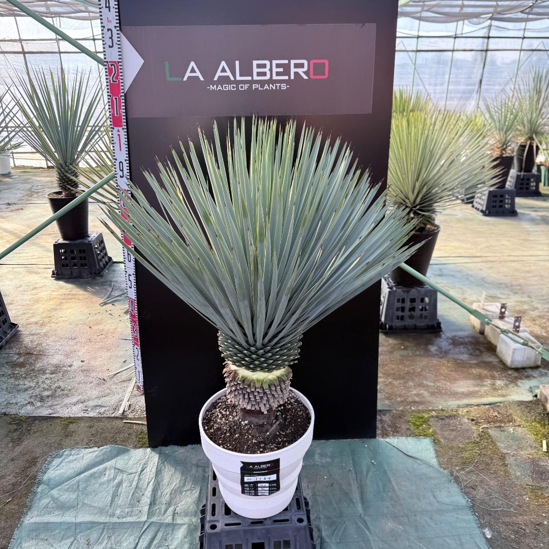 【AL1164】ユッカ　ロストラータ