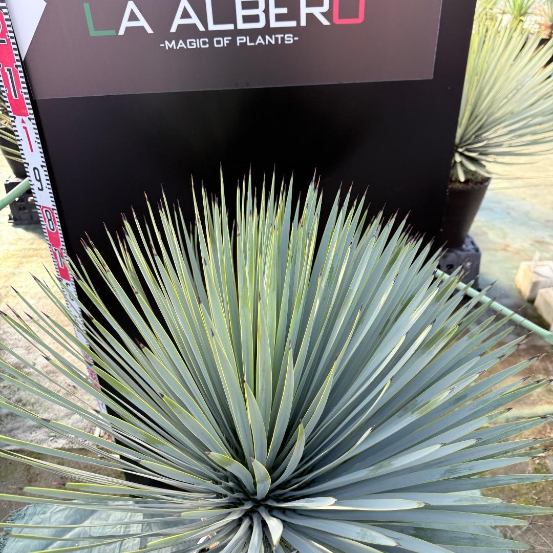 【AL1164】ユッカ　ロストラータ