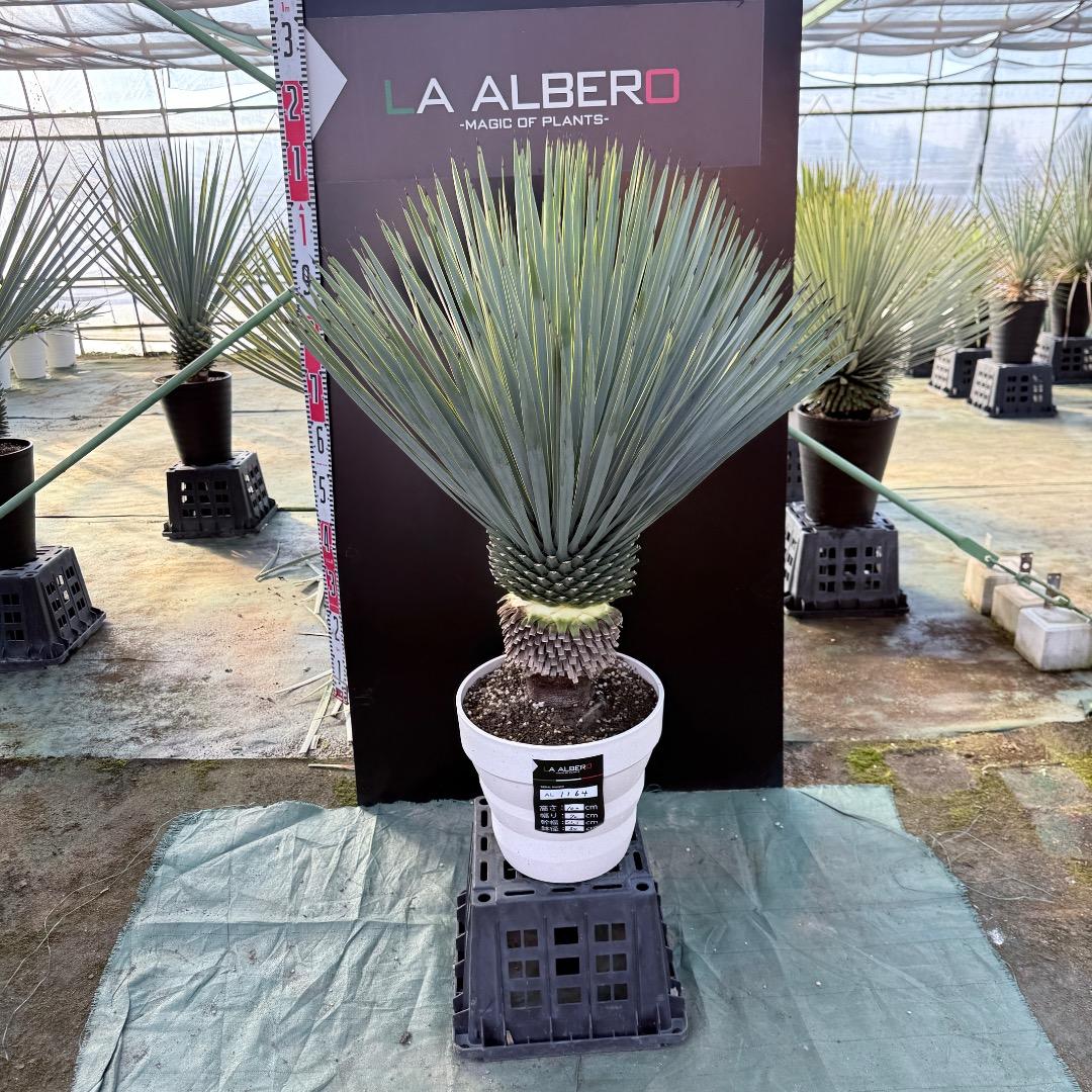 【AL1164】ユッカ　ロストラータ