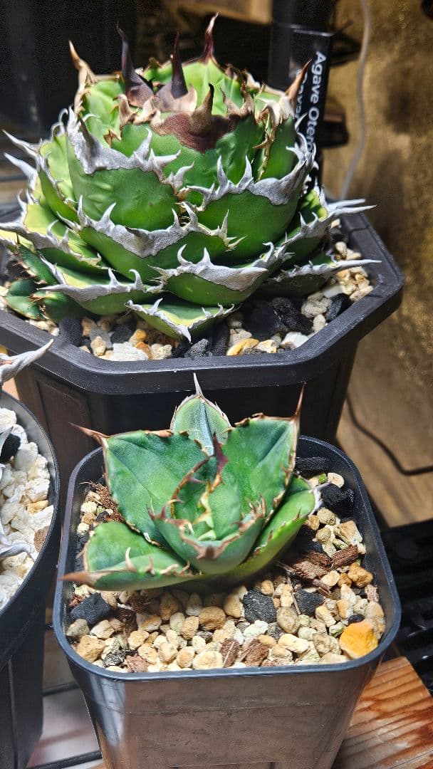 発根済 アガベ チタノタ オテロイ 現地実生