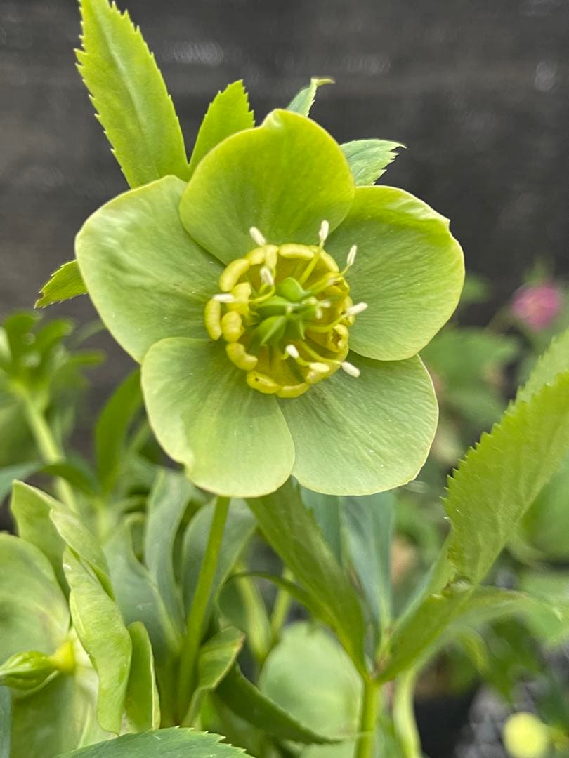 クリスマスローズ苗　未株分　グリーンGhybフラッシュ✖️ 丸弁グリーン白ピコティ