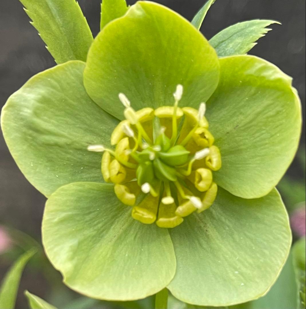 クリスマスローズ苗　未株分　グリーンGhybフラッシュ✖️ 丸弁グリーン白ピコティ