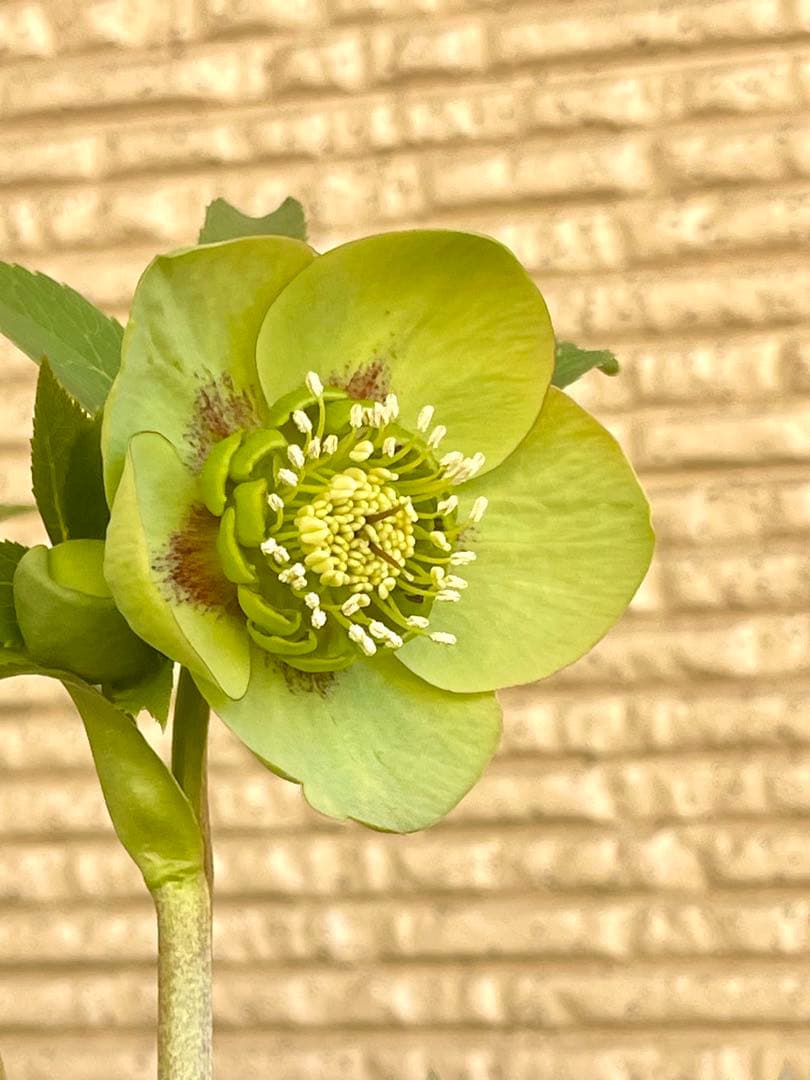 クリスマスローズ苗　未株分　グリーンGhybフラッシュ✖️ 丸弁グリーン白ピコティ