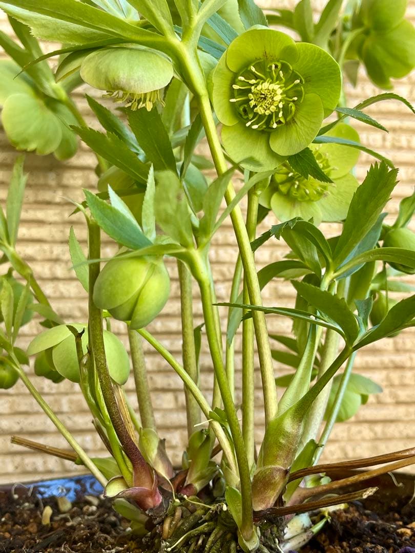 クリスマスローズ苗　未株分　グリーンGhybフラッシュ✖️ 丸弁グリーン白ピコティ