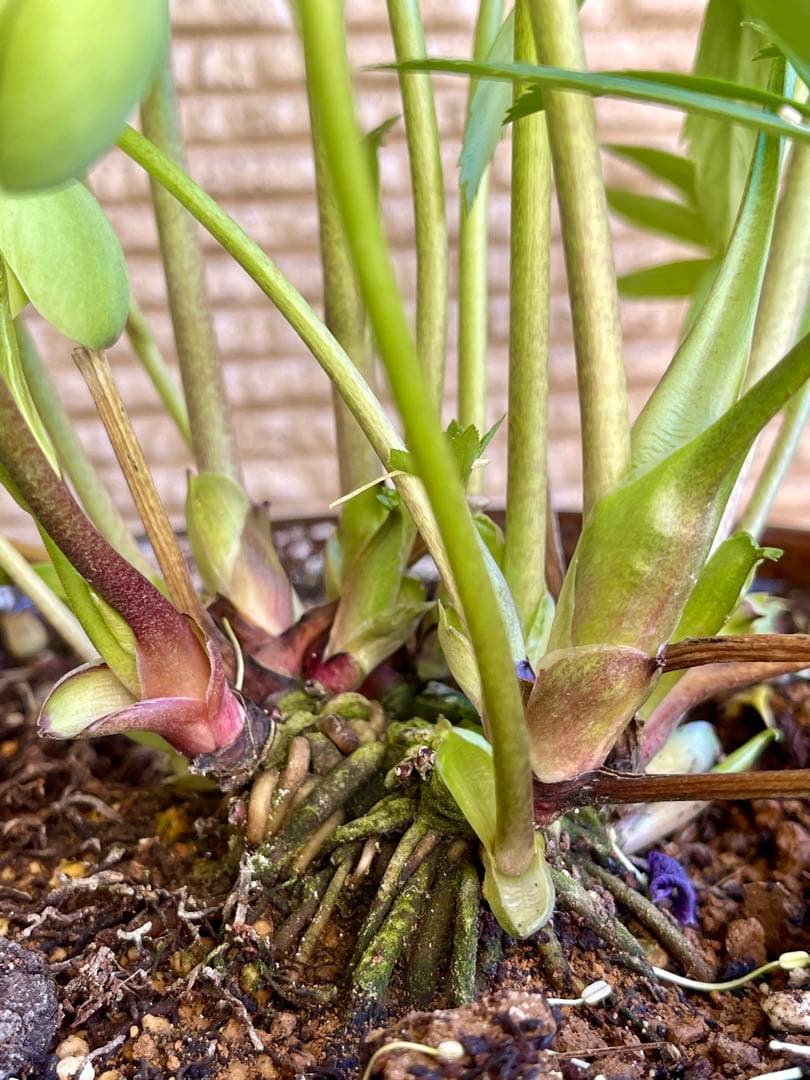 クリスマスローズ苗　未株分　グリーンGhybフラッシュ✖️ 丸弁グリーン白ピコティ