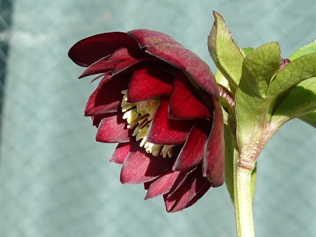 クリスマスローズ ddキラメキ☆チョコレート