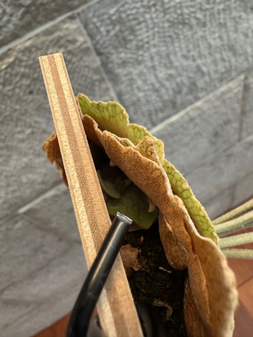 ビカクシダ P.veitchii Auburn  ベイチー AR子株