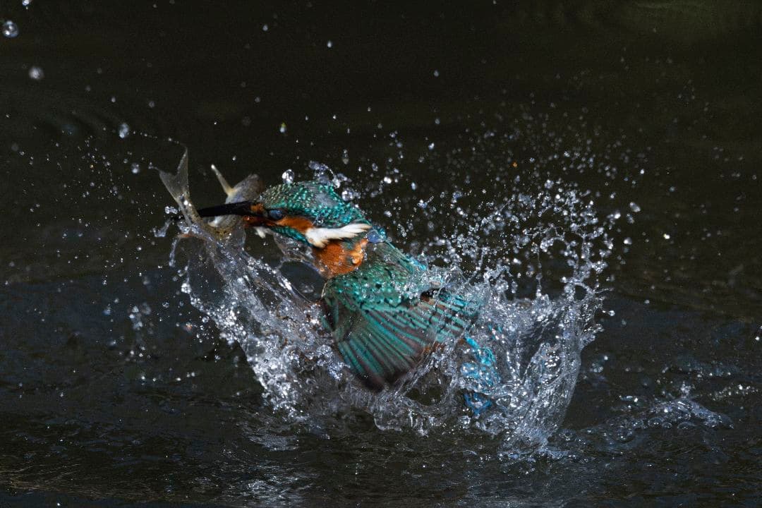 美品 Nikon AF-S 500mm F5.6 E PF ED VR