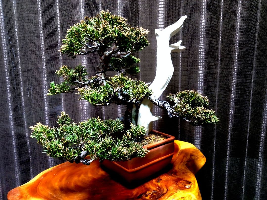 【貴風 創作　真柏盆栽】⭕TANUKI創り舎利、神❗