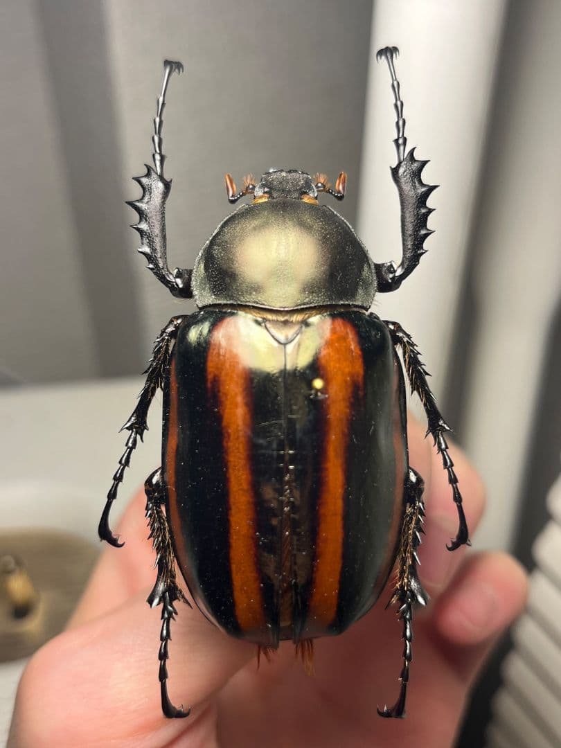 【手長黄金最高峰】セスジドウナガテナガコガネ ♀標本 プラチナコガネ