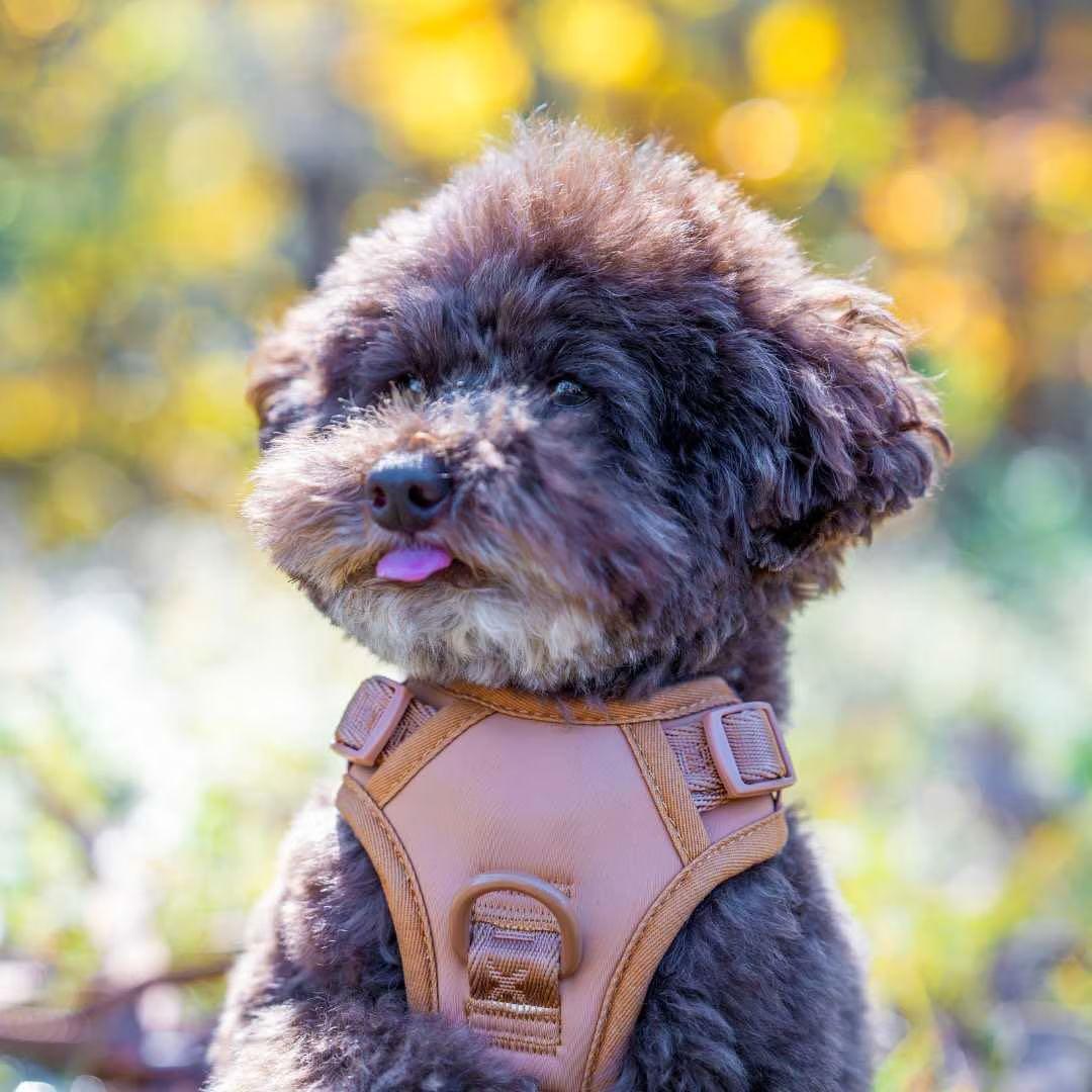 【新品】ハーネス/max-bone/キャメル/Mサイズ/ラグジュアリーブランド