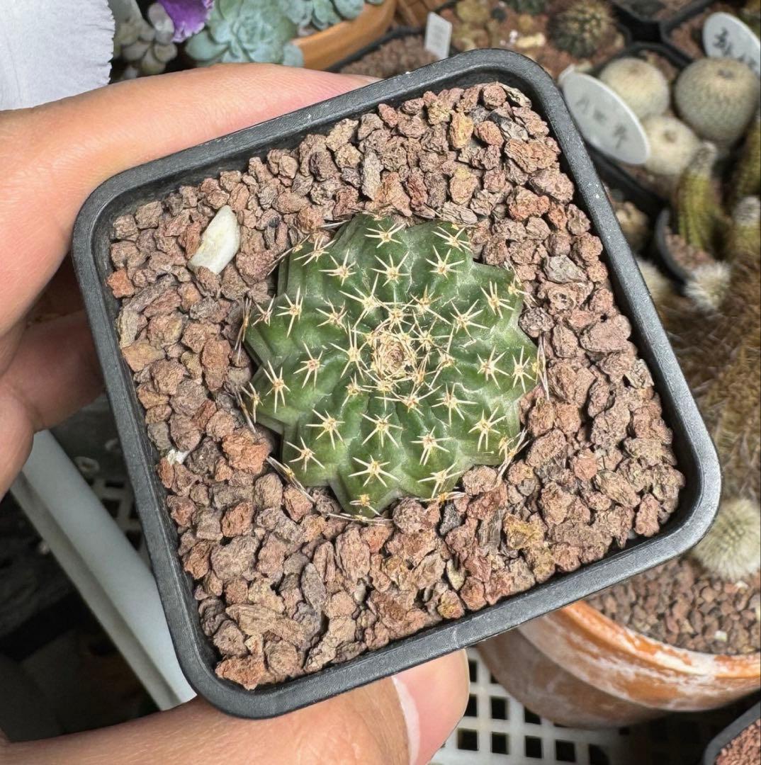 【一点物】希少品種 コレクション株「明星の宝石」明石丸 人気花サボテンレアカラー