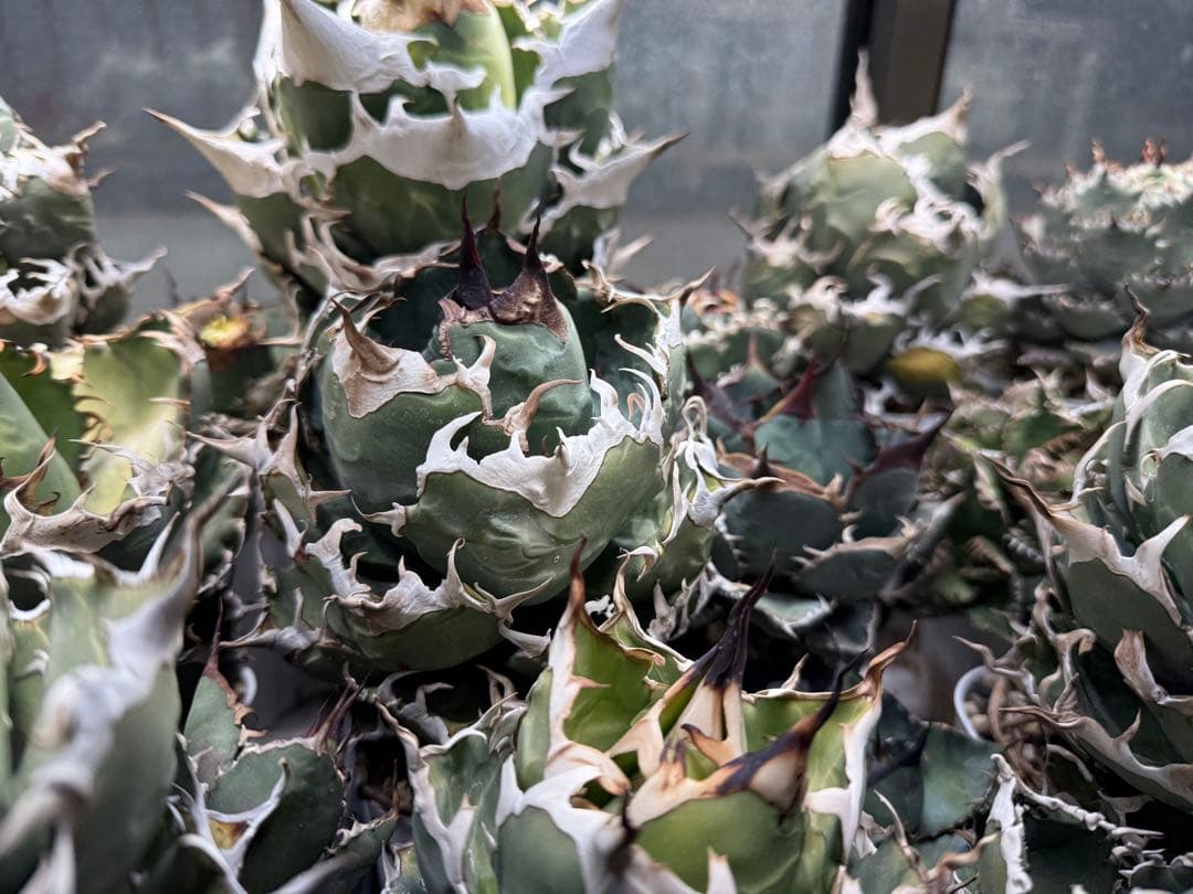 -Collection- 魔丸 アガベチタノタ オテロイ