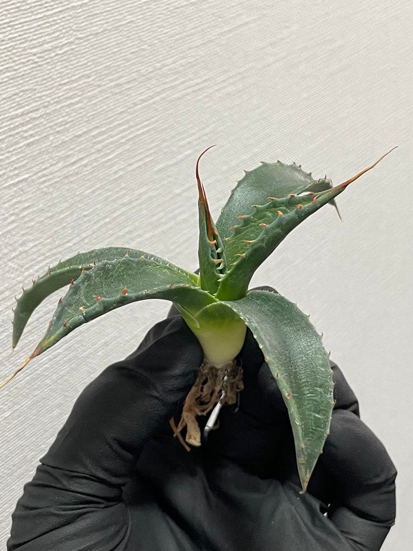 樹*様 ジェレミー産Hidden Agaveアガベ エボリスピナ×モンタナ ハイ