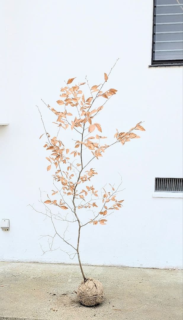 俊。山採りヤマコウバシ。