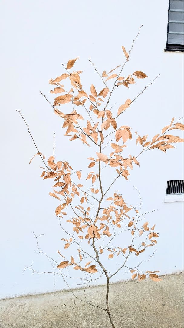 俊。山採りヤマコウバシ。