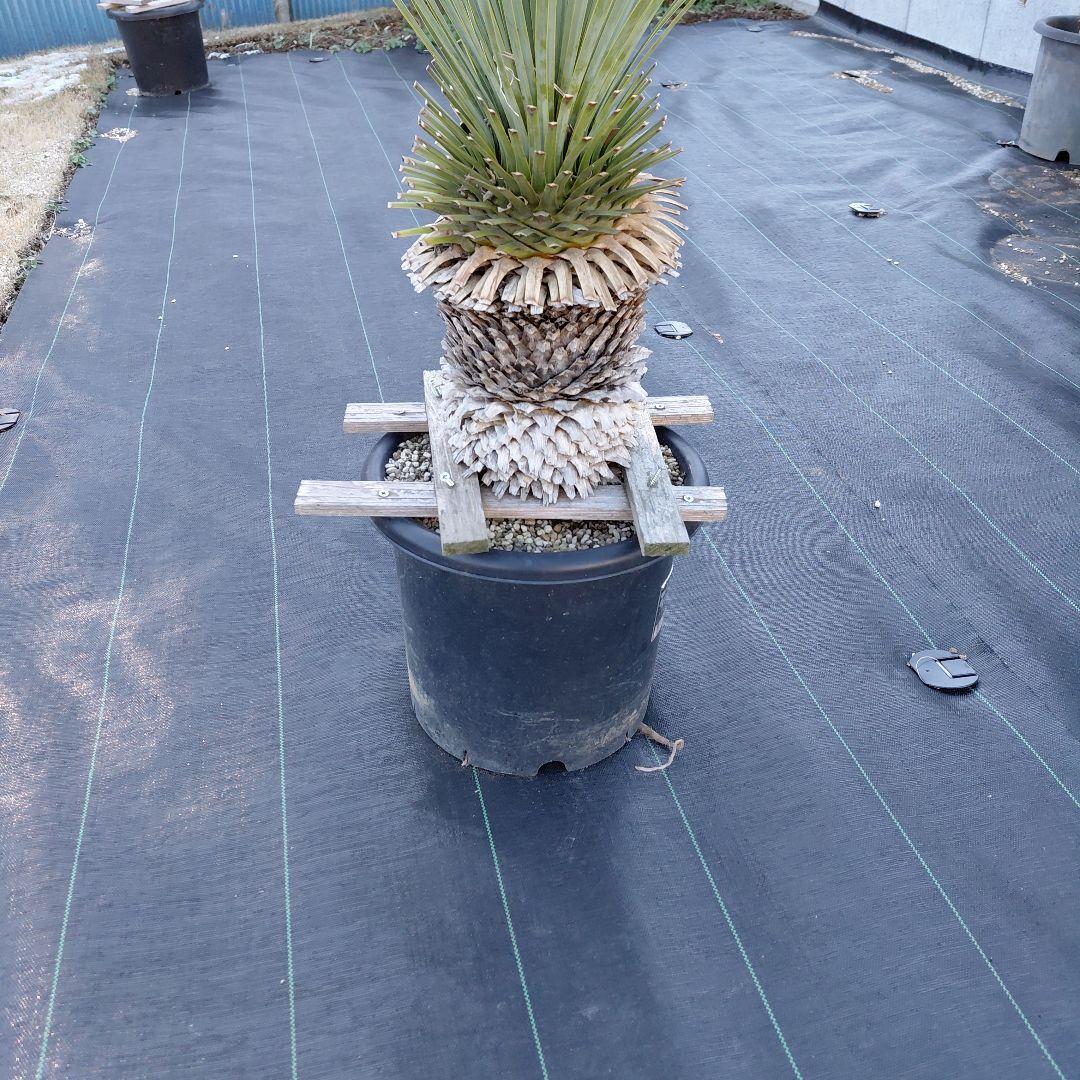 ユッカ ロストラータ　ブルーサンダー①