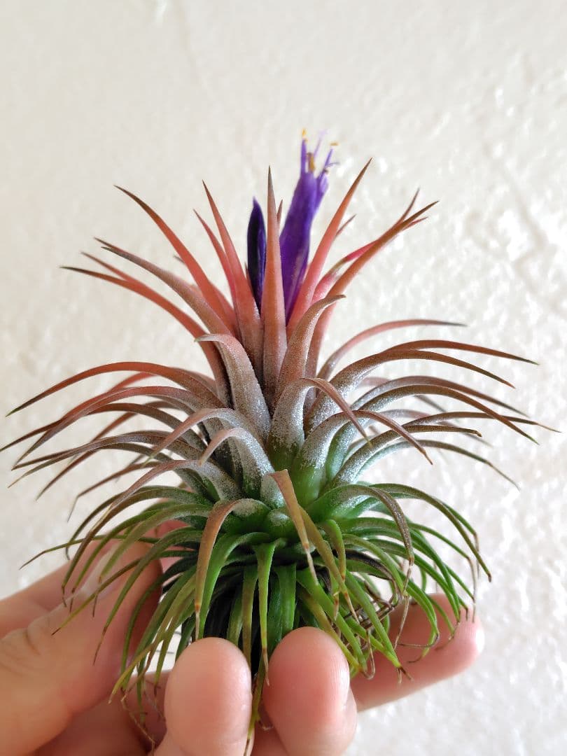 イオナンタ ヘッジホッグ Hedgehog cvc.