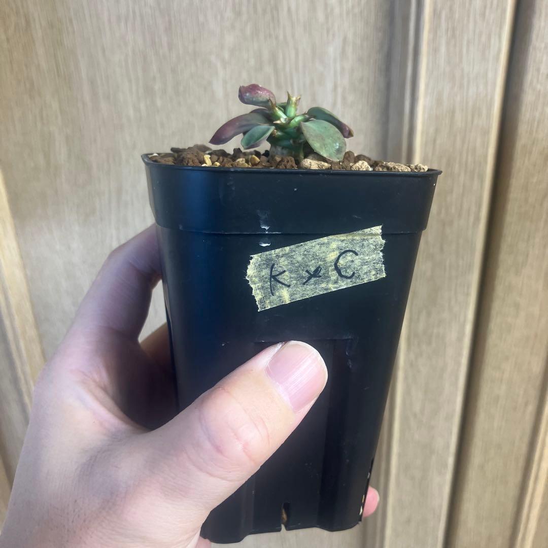 珍品　ユーフォルビア　カンダレンシス×クラビゲラ　ハイブリッド　パキポディウム