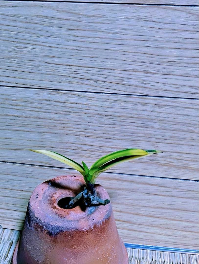 富貴蘭『天王羆』本芸品若木割子