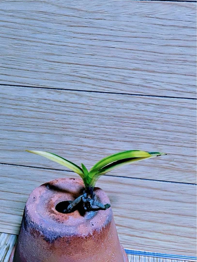 富貴蘭『天王羆』本芸品若木割子