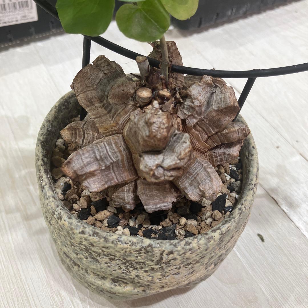 亀甲竜