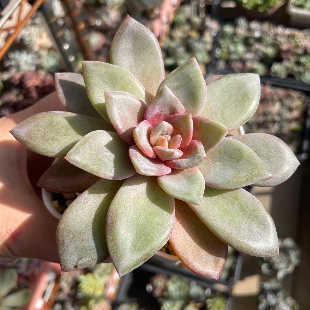 多肉植物エケベリア　ドイツシャンペン