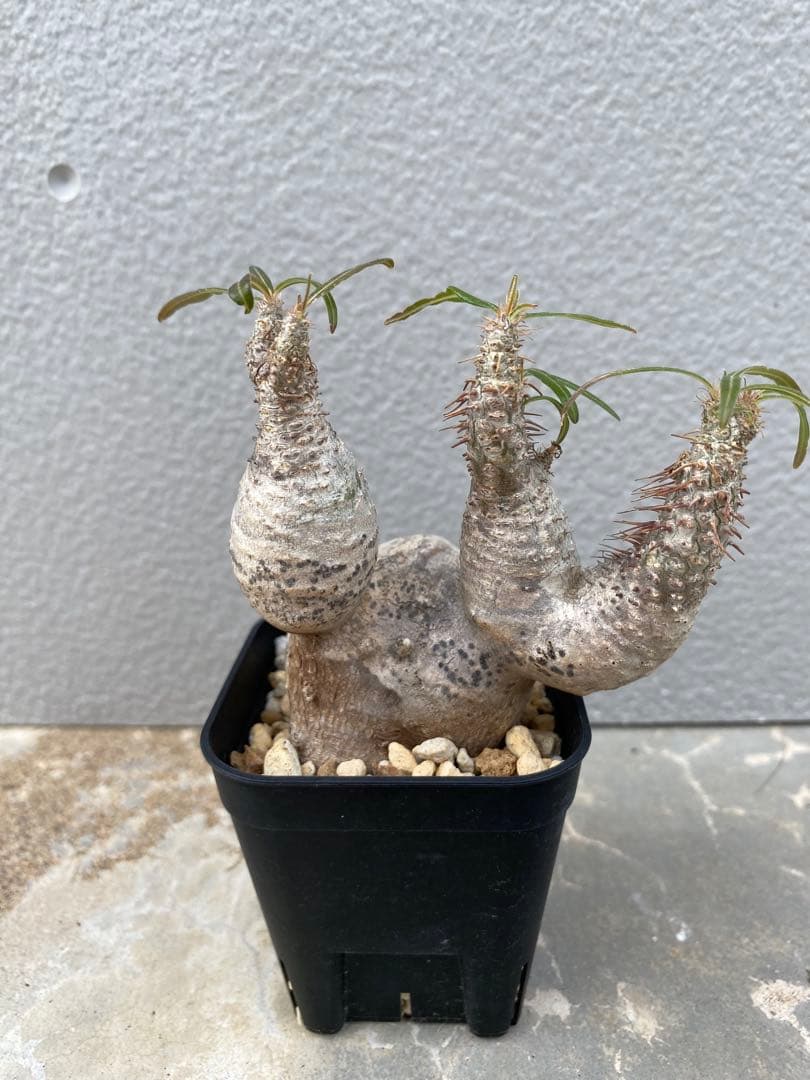 グラキリス　現地球　変態株　コレクション　厳選　ヤバ株