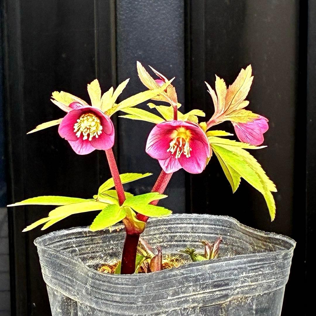 ま*ん様 93☘️蕾花タグ付☘️極上⭐️ベビードール⭐️超小輪コンパクト⭐️大人