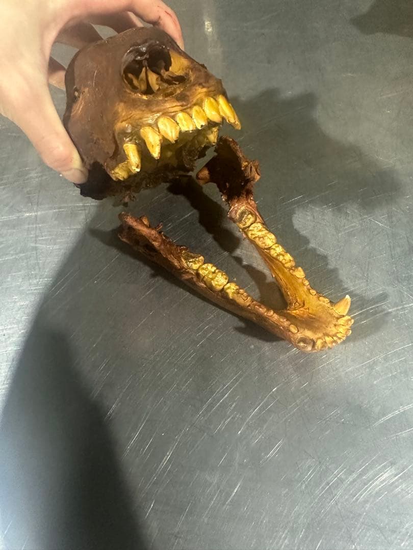 ヒグマ　熊の頭