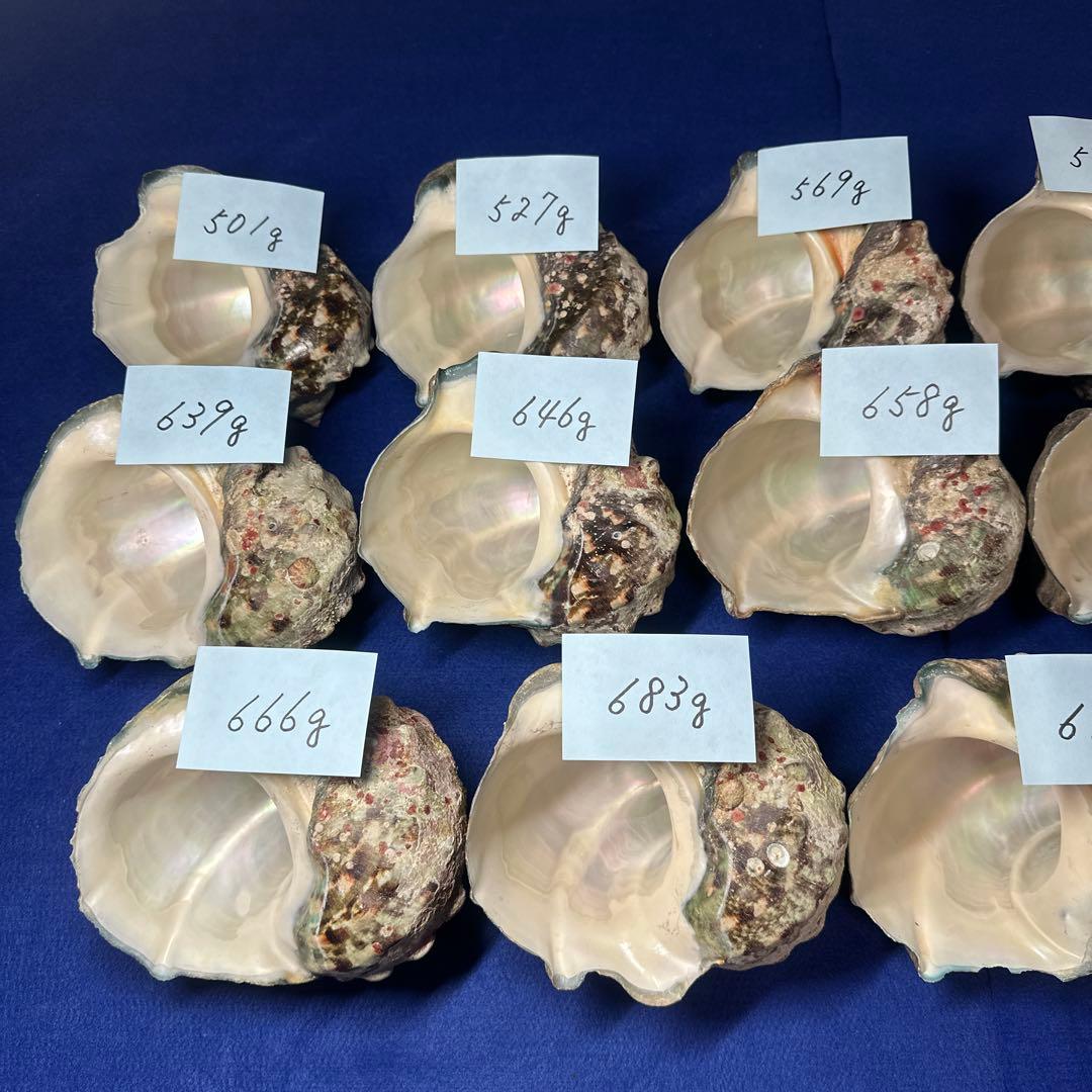 夜光貝　ヤコウ貝　まとめ売り　17個　10、7kg アクセサリー　ルアー