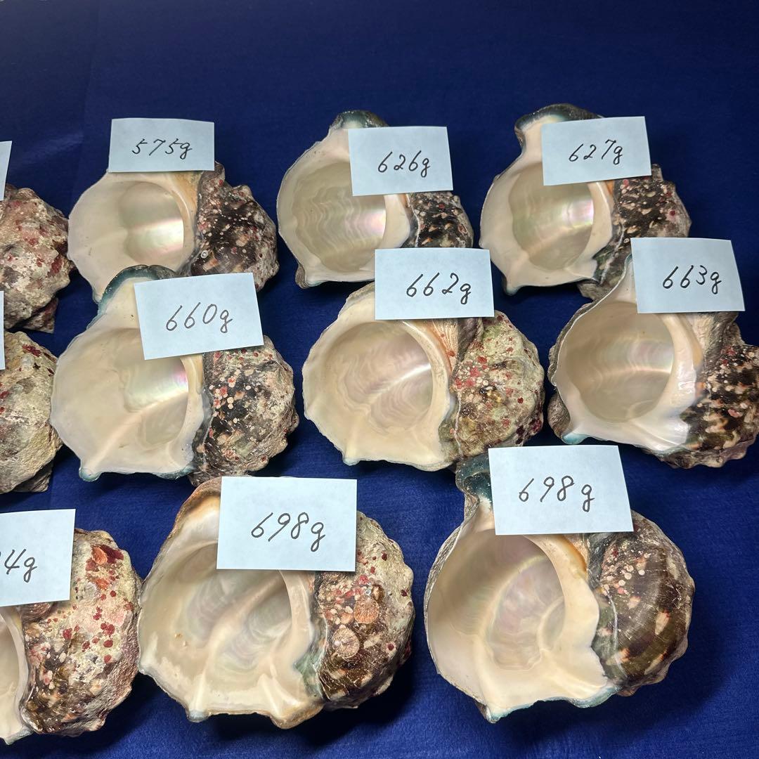 夜光貝　ヤコウ貝　まとめ売り　17個　10、7kg アクセサリー　ルアー